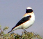 male black-throated Black-eared Wheatear  - Oenanthe h. hispanicus © John Muddeman
